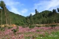 和泓假日阳光实景图图片