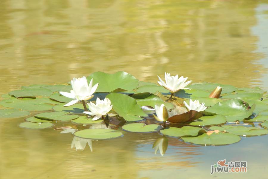 花屿海实景图图片