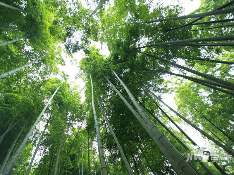 莫干山观云庄园实景图图片