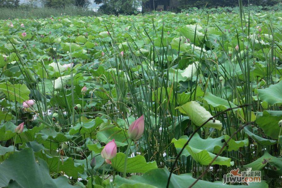 联投花山郡别墅实景图图片