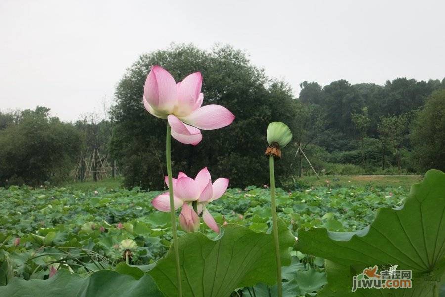 联投花山郡别墅实景图图片