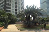棕榈广场实景图图片