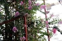 双龙紫薇园实景图图片