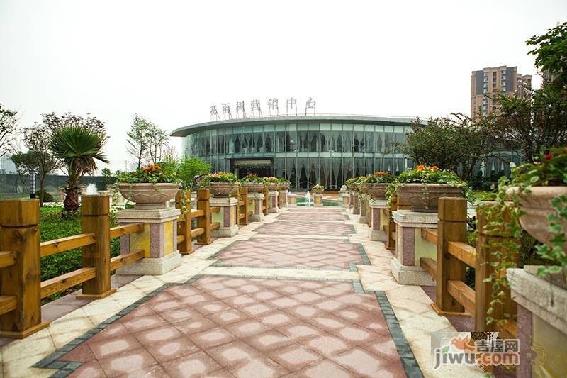 福庆花雨树实景图图片