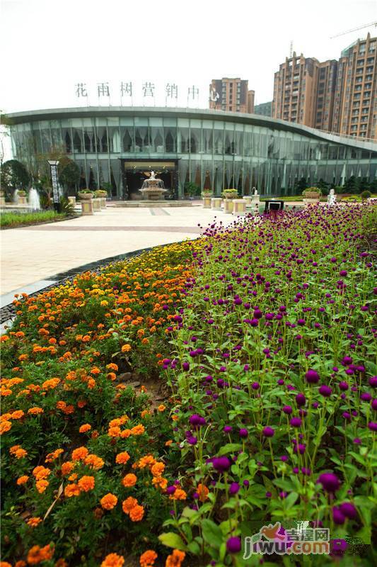 福庆花雨树实景图图片