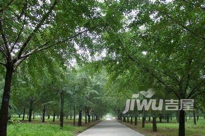 古槐园实景图图片
