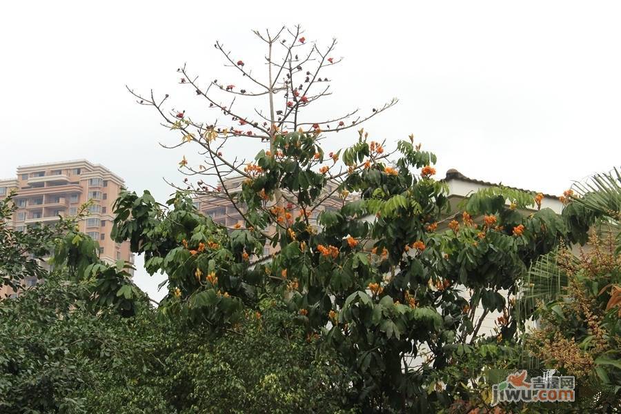 龍胤花园实景图图片