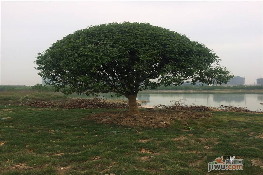 阳光湖新天地实景图26