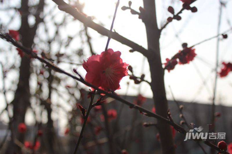 中天翡丽湾实景图图片