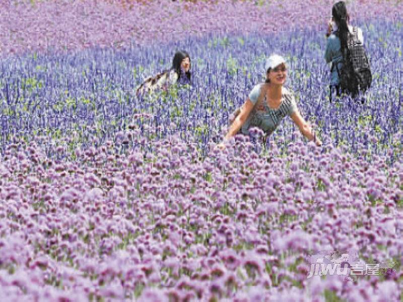 太师府别墅配套图图片