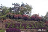 紫庭苑实景图图片