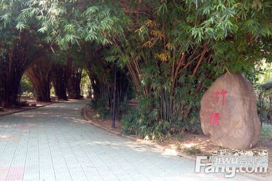 月湖琴声配套图图片
