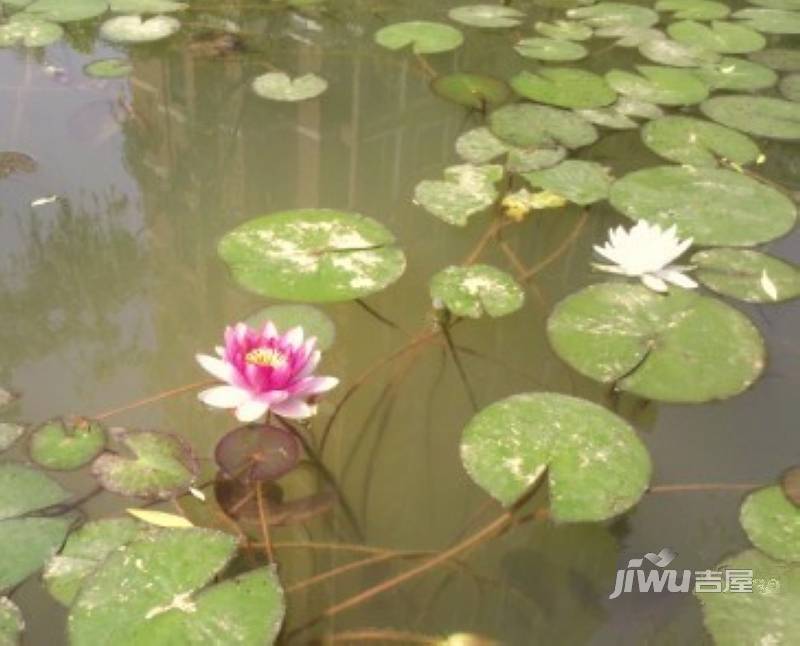 葛洲坝世纪花园三期实景图52