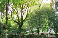 美林青城三期林与堂实景图图片