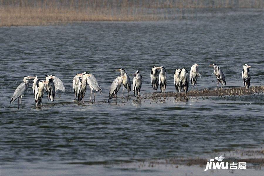 绿地海域香颂配套图图片