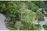 翠湖花园实景图图片