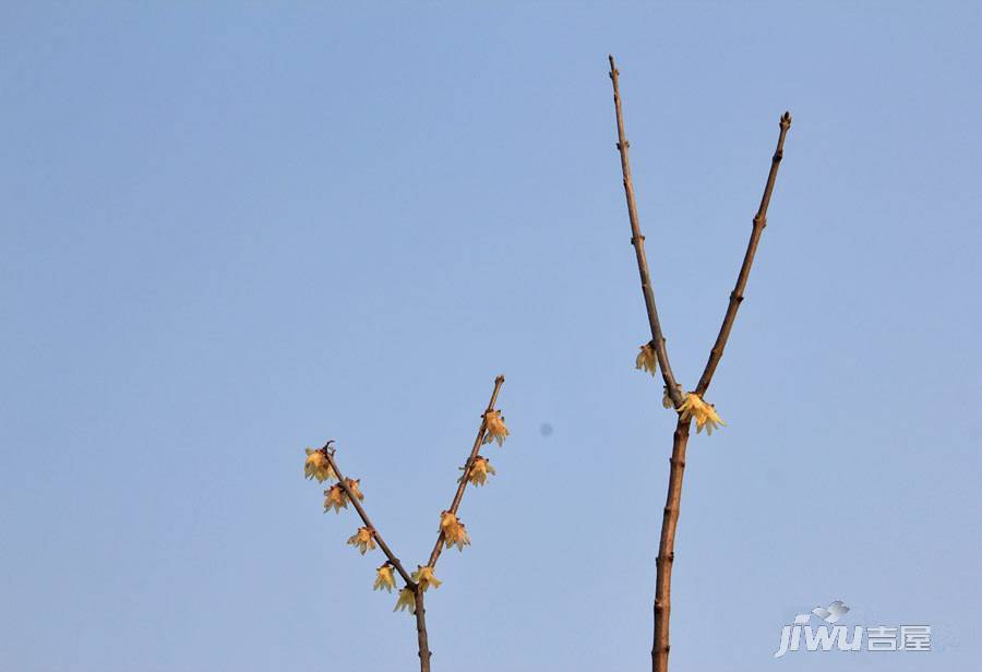 碧桂园滨湖城实景图图片