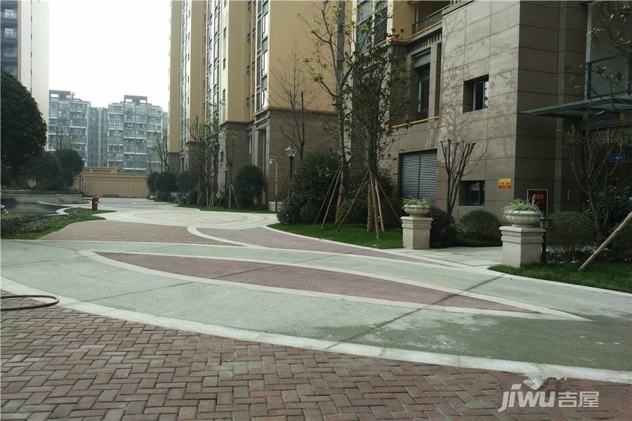 君雁金梧桐实景图图片
