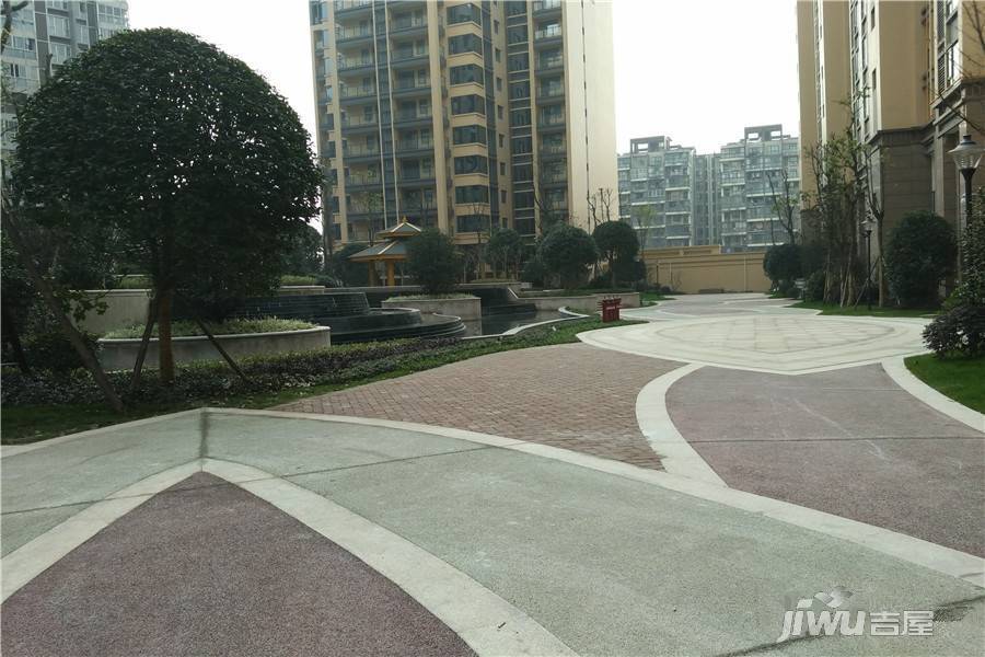 君雁金梧桐实景图图片