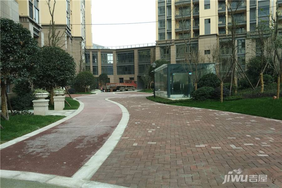 君雁金梧桐实景图图片