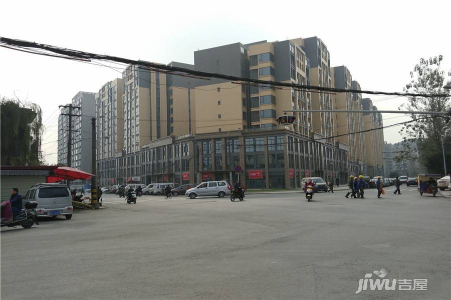 君雁金梧桐实景图图片