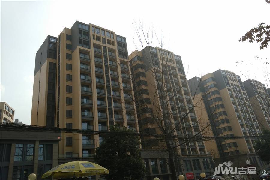 君雁金梧桐实景图图片