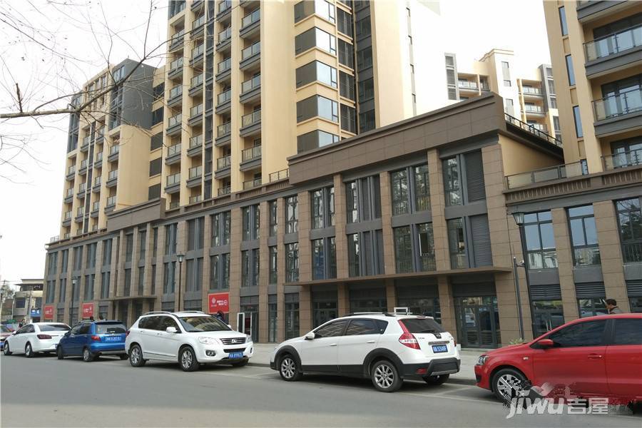 君雁金梧桐实景图图片
