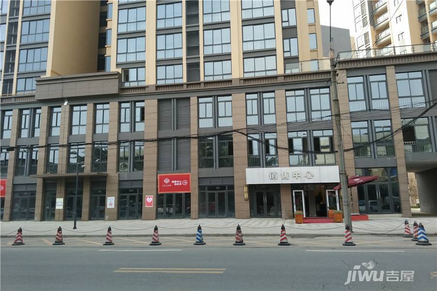 君雁金梧桐实景图图片
