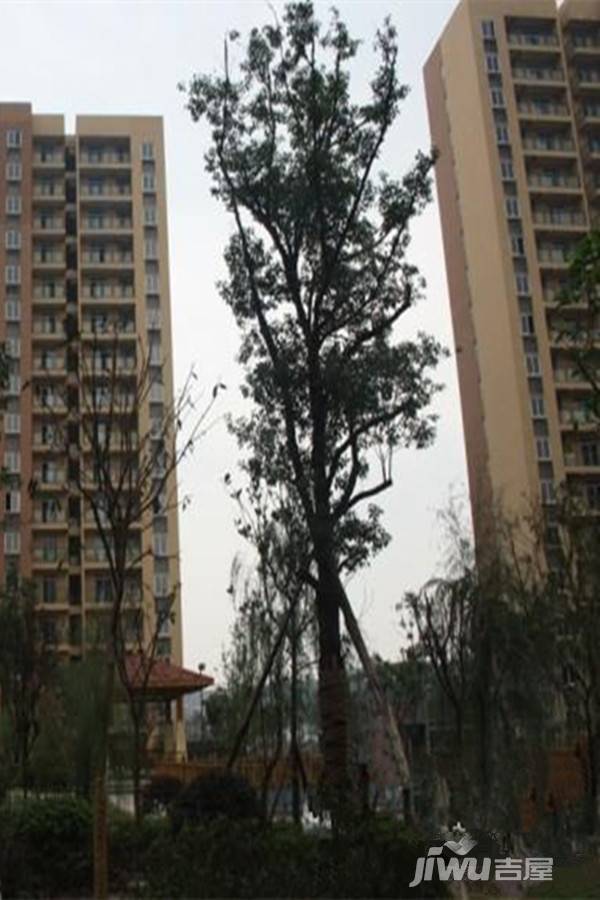 耀文枫林郡实景图图片