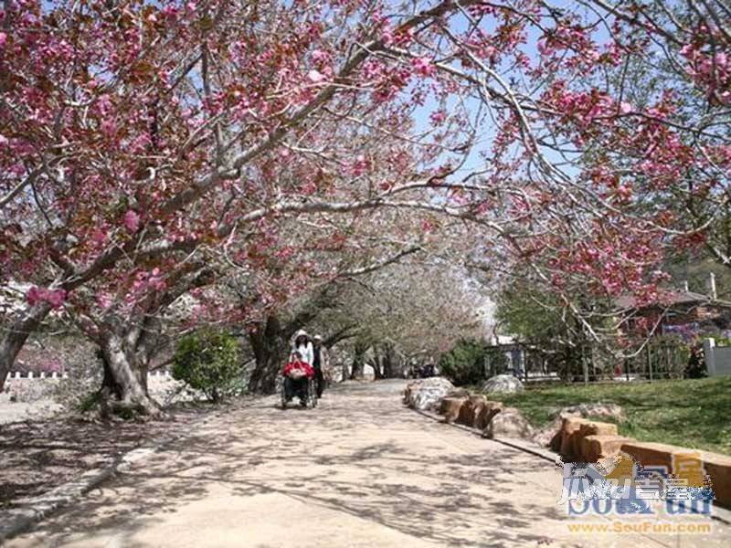 万科樱花园配套图图片