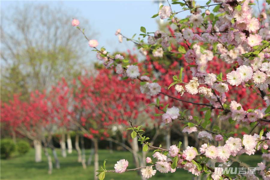 江山花园配套图图片