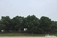 奥体紫兰园实景图图片