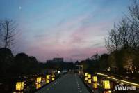 中海阳光玫瑰园实景图图片