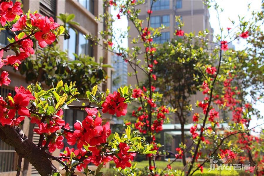 中隆滨河花城实景图图片