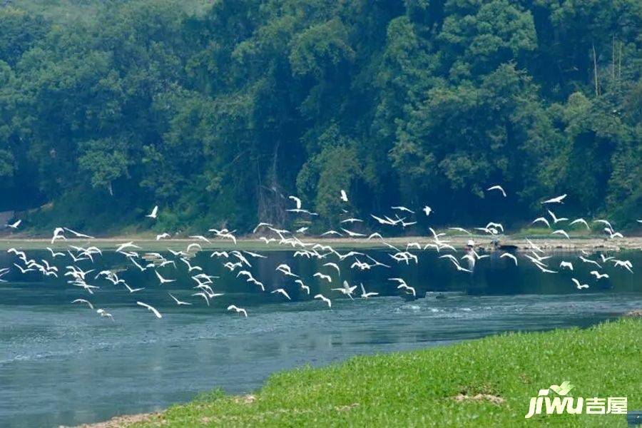 阳光100原味漓江实景图图片