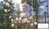 碧园印象桂林实景图图片