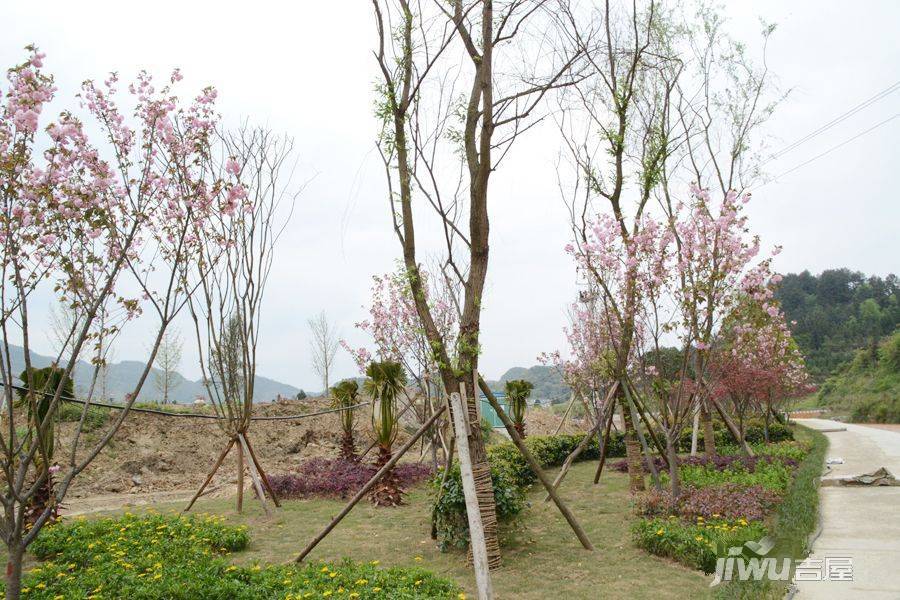 杨柳田园实景图图片