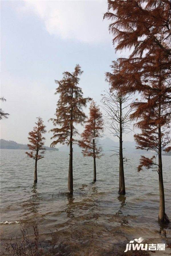 翠湖香堤实景图图片