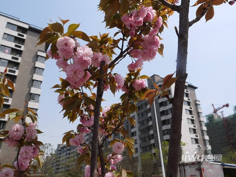 高科荣域实景图图片