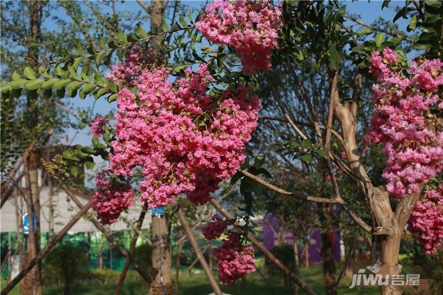 白鹿溪岸实景图图片