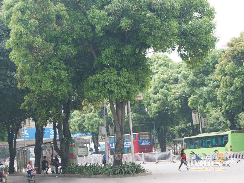 荣耀江南配套图图片