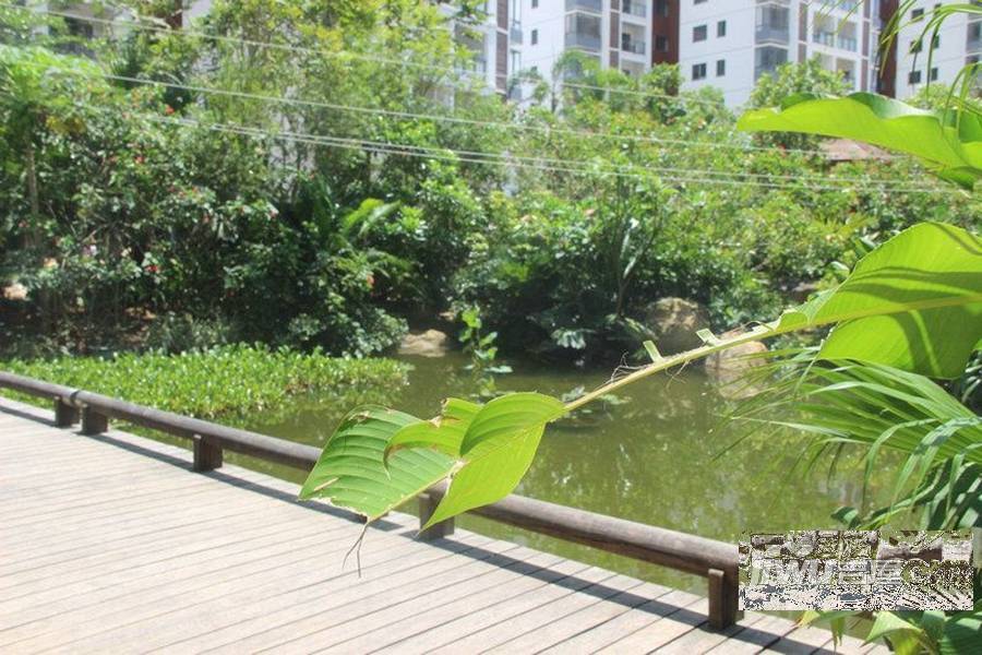 竹悦山水实景图图片