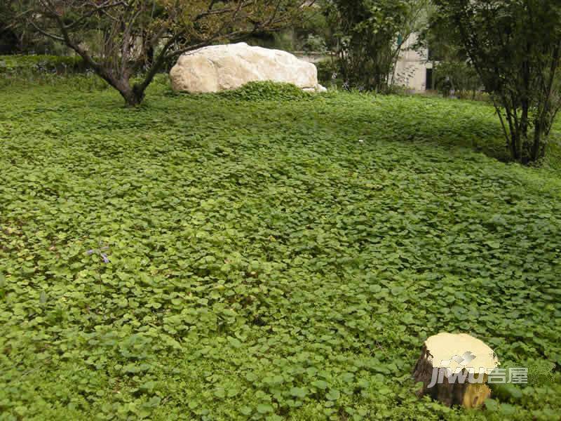 中合盛仕豪庭二期实景图图片