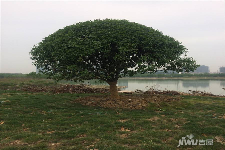 阳光湖新天地实景图图片