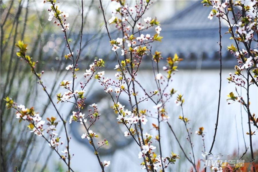 蓝鼎棠溪人家实景图图片